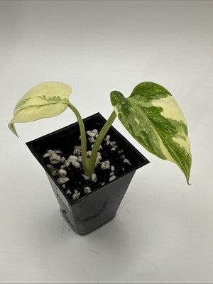 Monstera Thai Constellation, Highly Variegated. Very Rare #3