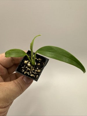 Monstera Burle Marx Flame #33.12