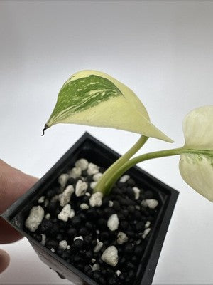 Monstera Thai Constellation, Highly Variegated. Very Rare #11