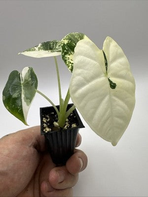 💚🤍🪴Alocasia Frydek Albo Variegated #33.2