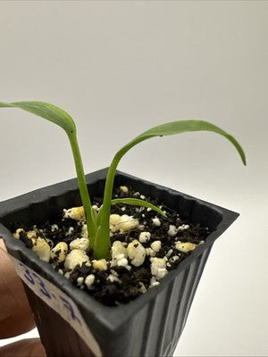 Monstera Burle Marx Flame #33.7