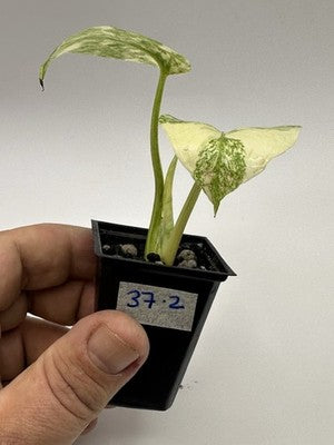 Highly Variegated Monstera Creme Brulee Thai Constellation 37.2, Very Rare