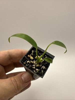 Monstera Burle Marx Flame #33.5