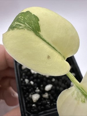 Monstera Thai Constellation, Highly Variegated. Very Rare #11