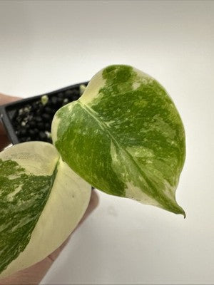 Monstera Thai Constellation, Highly Variegated. Very Rare #15