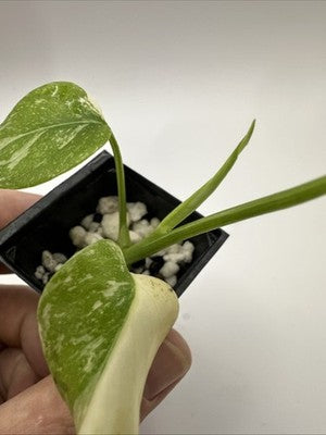 Monstera Thai Constellation, Highly Variegated. Very Rare #13