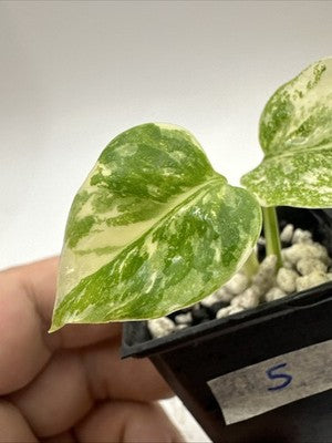 Monstera Thai Constellation, Highly Variegated. Very Rare #5