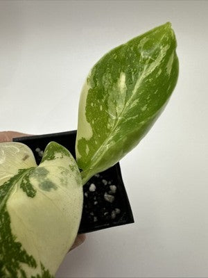 Monstera Thai Constellation, Highly Variegated. Very Rare #9