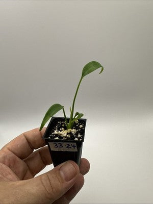 Monstera Burle Marx Flame #33.24