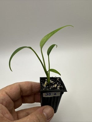 Monstera Burle Marx Flame #33.2