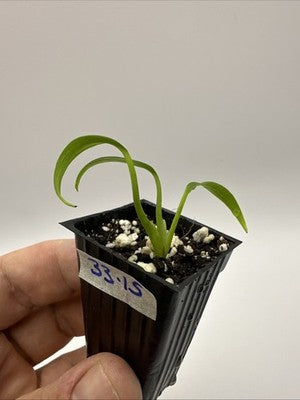 Monstera Burle Marx Flame #33.15