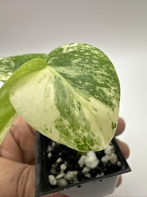 Monstera Star Shadow / White Monster Mutation, Super Rare 38.2