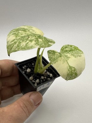 Highly Variegated Monstera Creme Brulee Thai Constellation 37.2, Very Rare