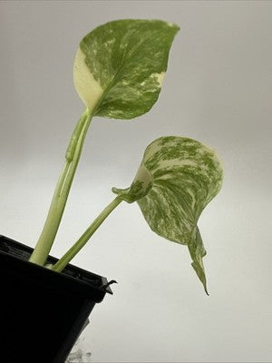 Monstera Thai Constellation, Highly Variegated. Very Rare #16