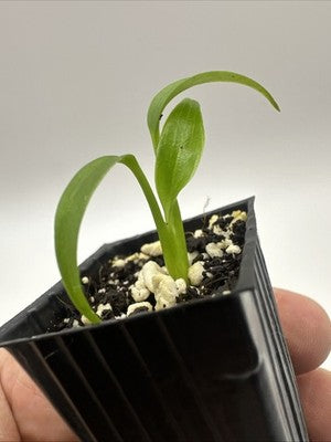 Monstera Burle Marx Flame #33.4