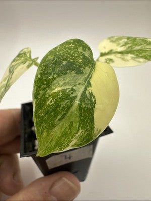 Monstera Thai Constellation, Highly Variegated. Very Rare #4