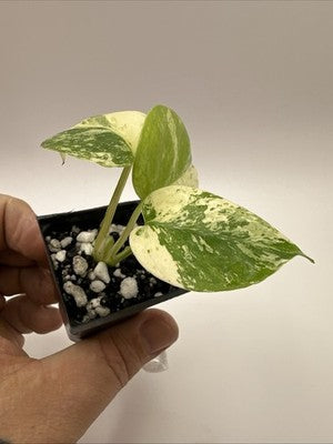Monstera Star Shadow / White Monster Mutation, Super Rare 38.2