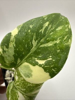 Monstera Thai Constellation, Highly Variegated. Very Rare #12