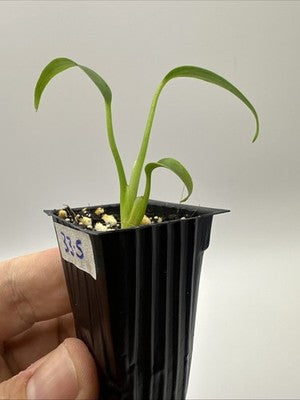 Monstera Burle Marx Flame #33.5