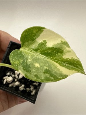 Monstera Thai Constellation, Highly Variegated. Very Rare #3