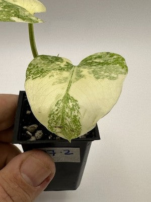 Highly Variegated Monstera Creme Brulee Thai Constellation 37.2, Very Rare