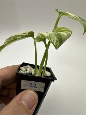 Monstera Thai Constellation, Highly Variegated. Very Rare #12