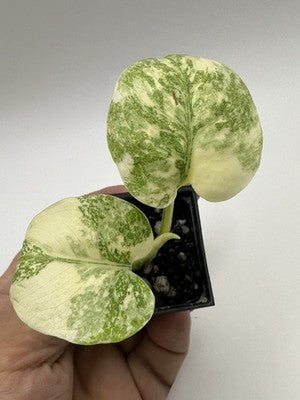 Highly Variegated Monstera Creme Brulee Thai Constellation 37.2, Very Rare