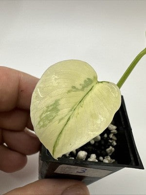 Monstera Thai Constellation, Highly Variegated. Very Rare #3
