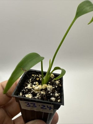 Monstera Burle Marx Flame #33.24