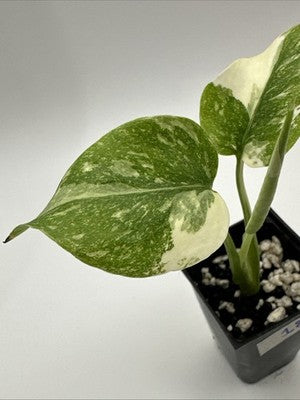 Monstera Thai Constellation, Highly Variegated. Very Rare #18