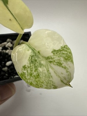 Monstera Thai Constellation, Highly Variegated. Very Rare #11