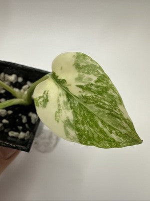Monstera Thai Constellation, Highly Variegated. Very Rare #4