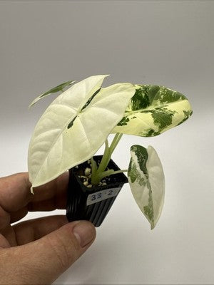 💚🤍🪴Alocasia Frydek Albo Variegated #33.2