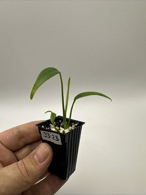 Monstera Burle Marx Flame #33.23