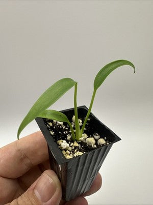 Monstera Burle Marx Flame #33.18