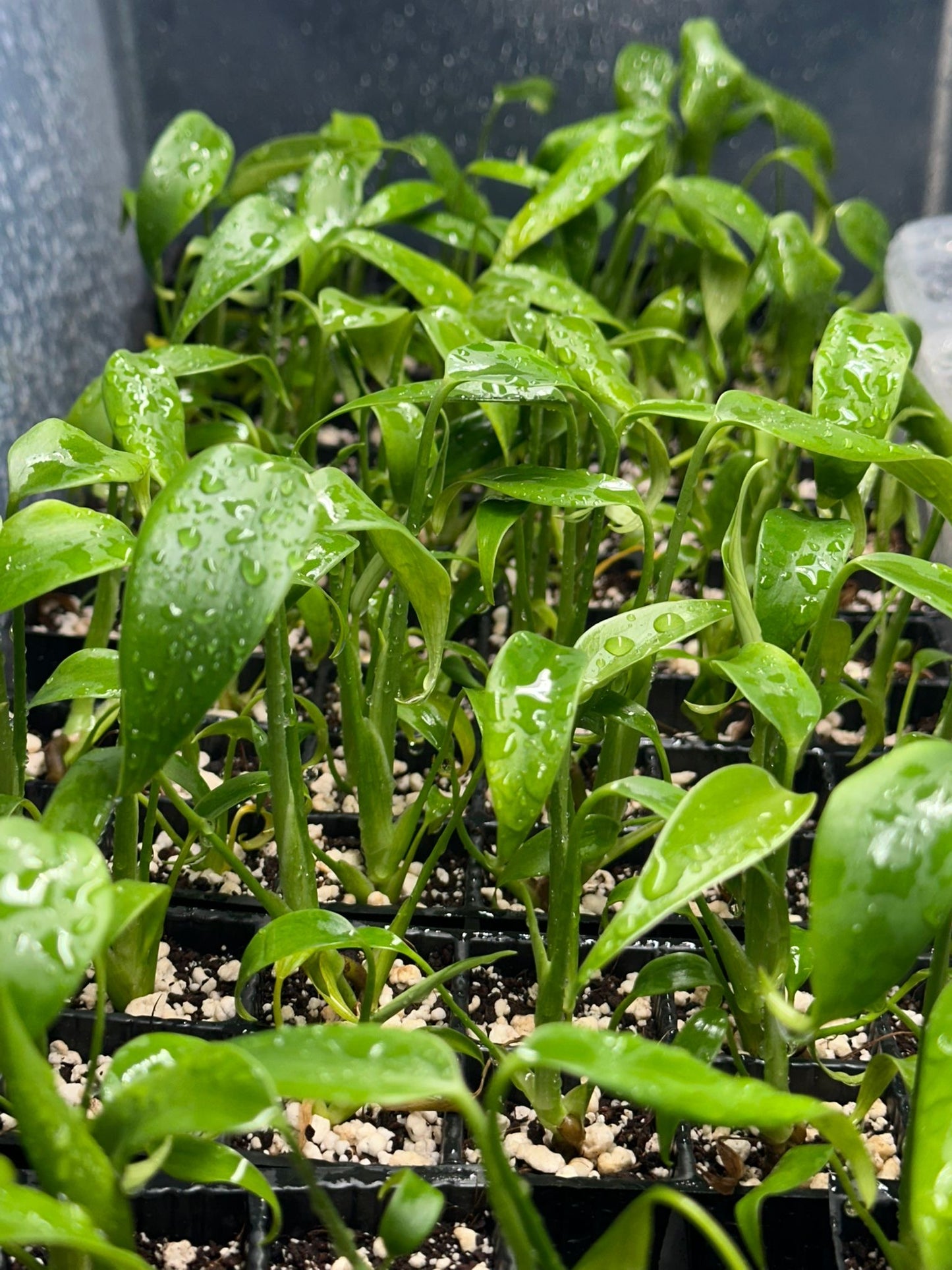 Monstera Burle Marx Flame