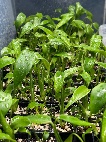 Monstera Burle Marx Flame