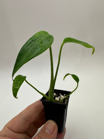 Monstera Burle Marx Flame