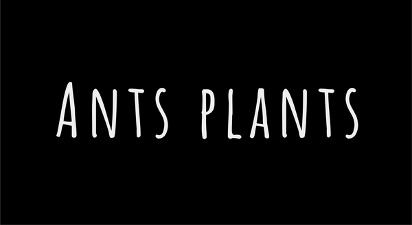 Ant's Plants
