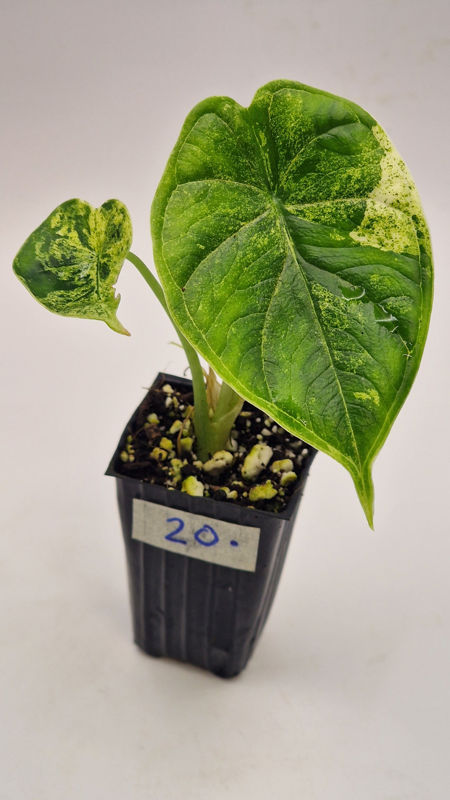 Alocasia Dragon Scale Mint Var #20.