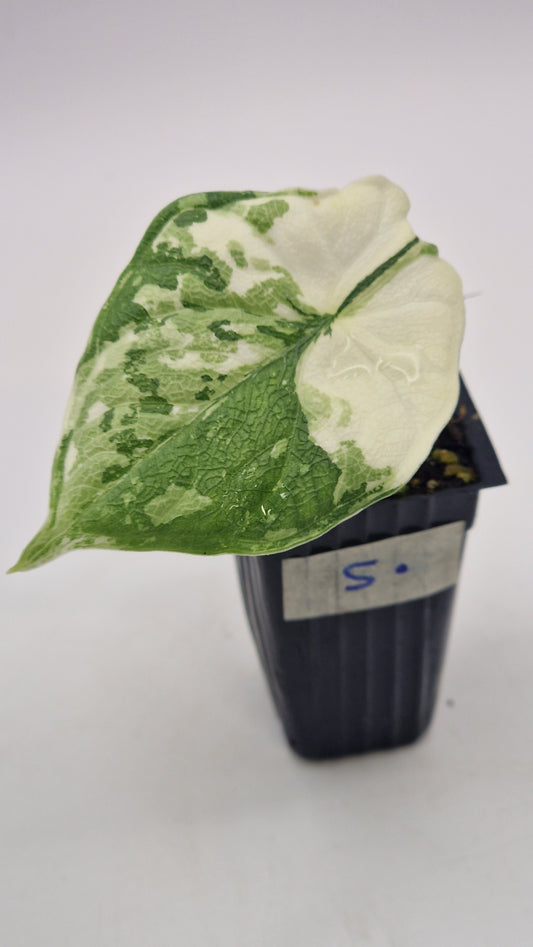 Alocasia Melo Albo #5.