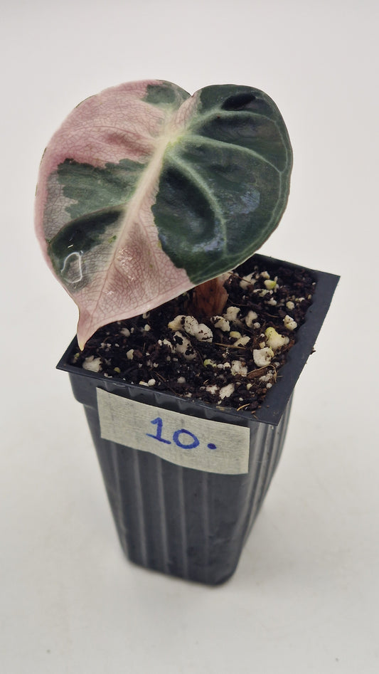 Alocasia Balloon Heart Pink Var #10.