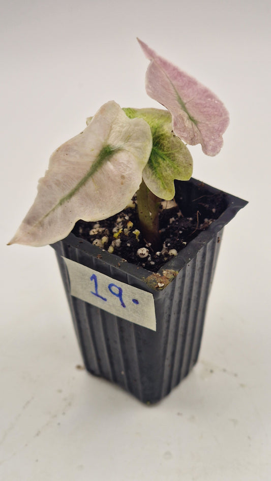 Alocasia Pink Polly Ghost #19.