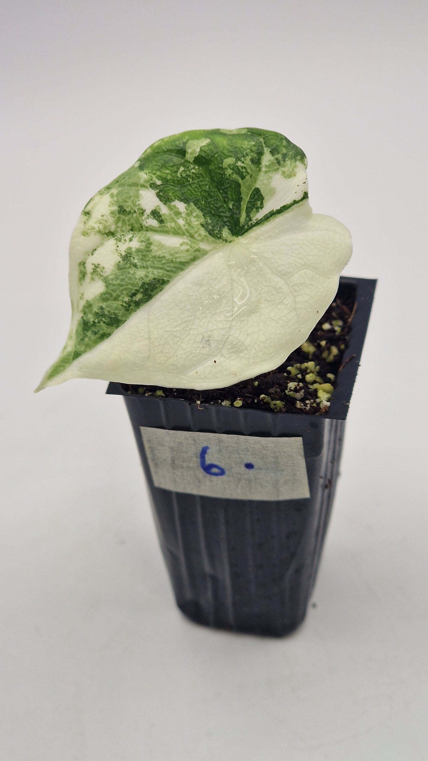 Alocasia Melo Albo #6.