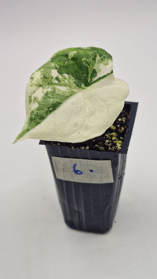 Alocasia Melo Albo #6.