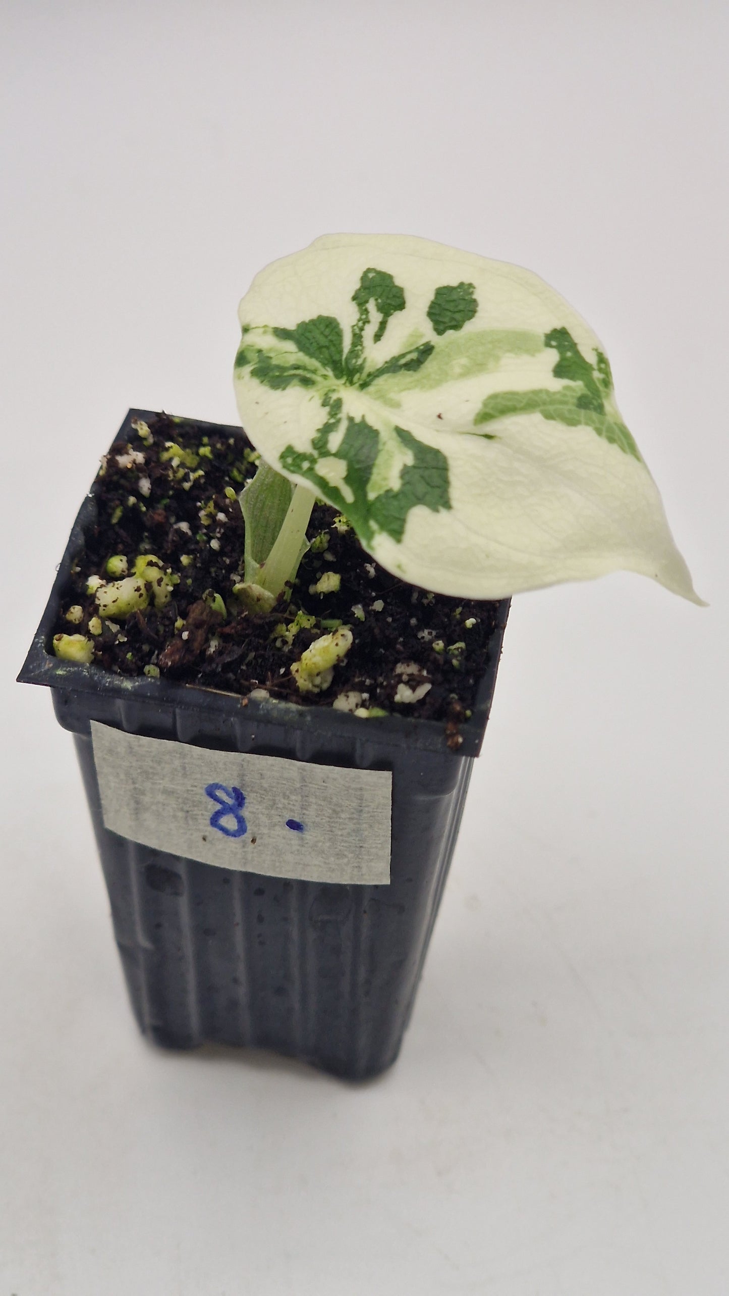 Alocasia Melo Albo #8.