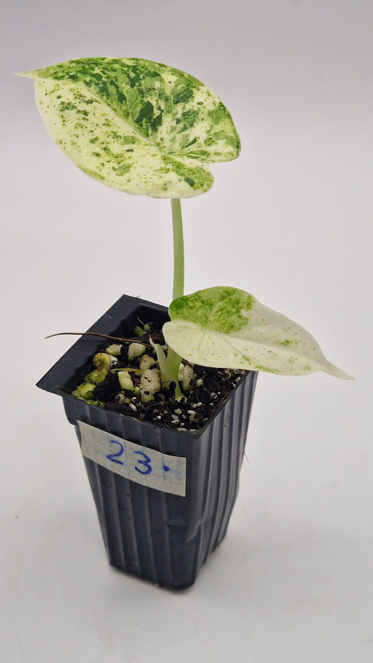 Alocasia Dragon Scale Mint Var #23.