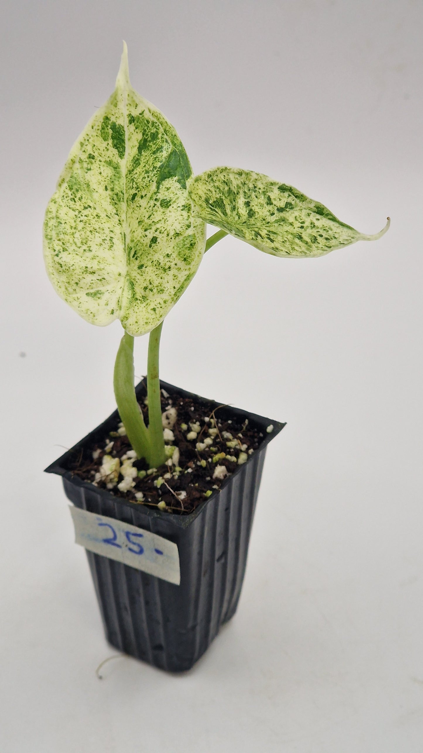 Alocasia Dragon Scale Mint Var #25.