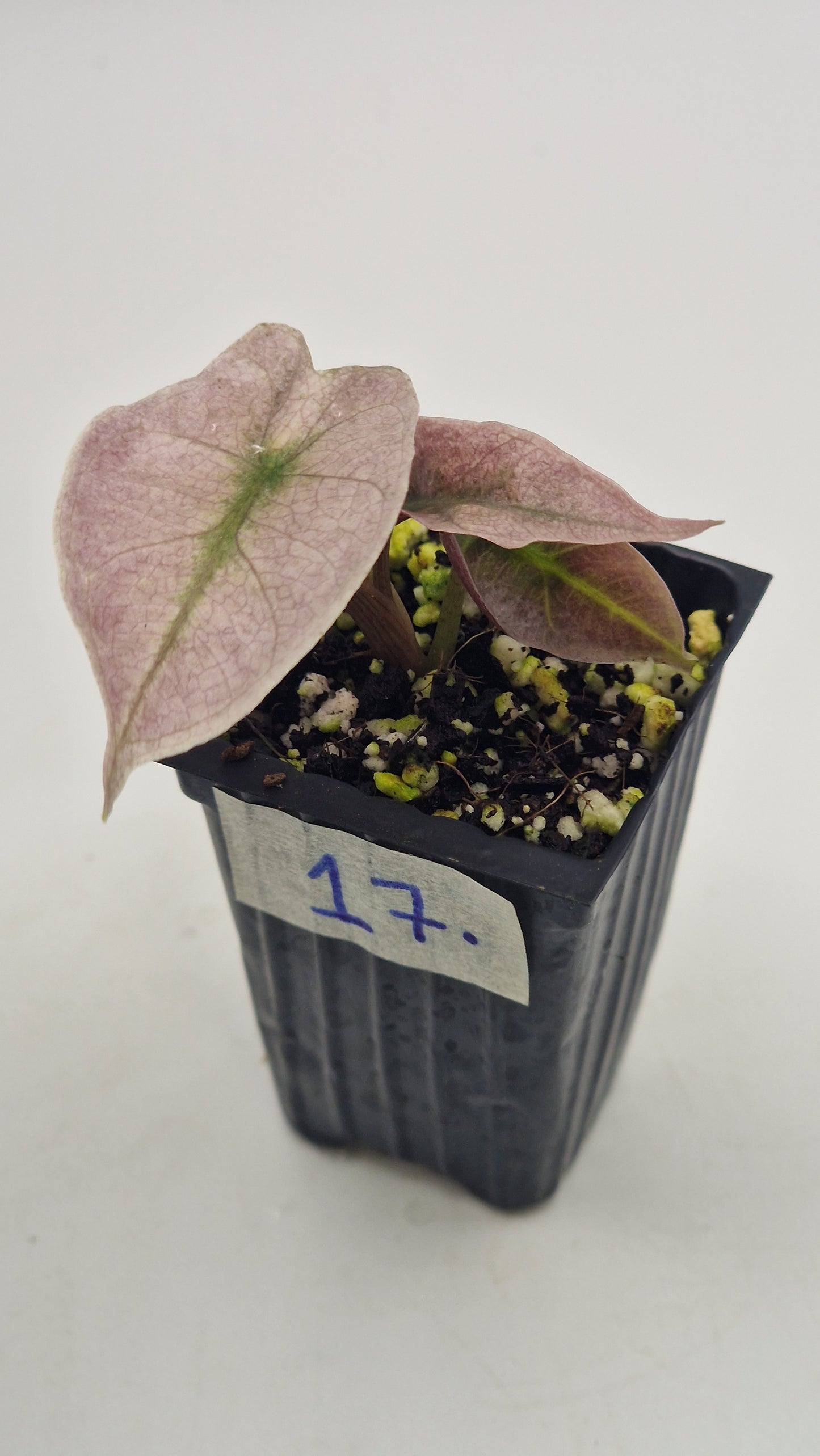 Alocasia Pink Polly Ghost #17.