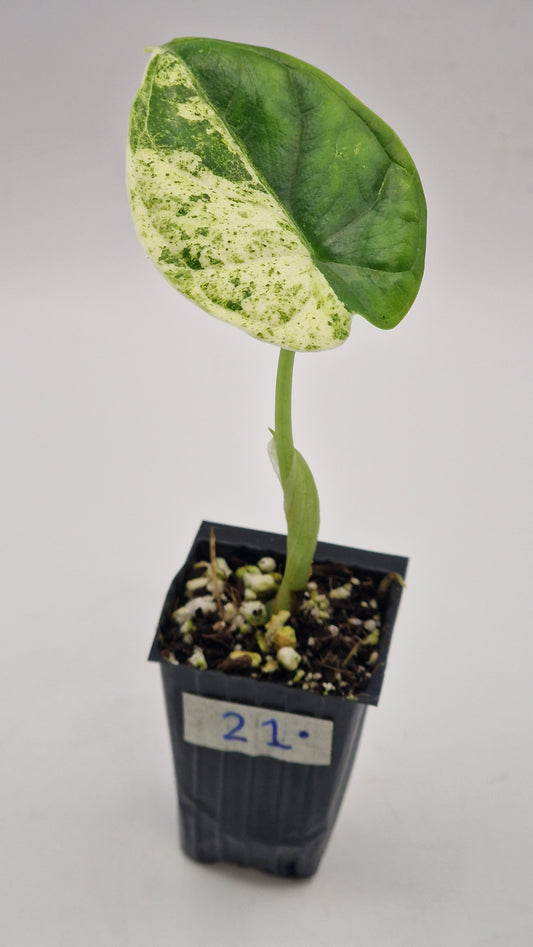 Alocasia Dragon Scale Mint Var #21.